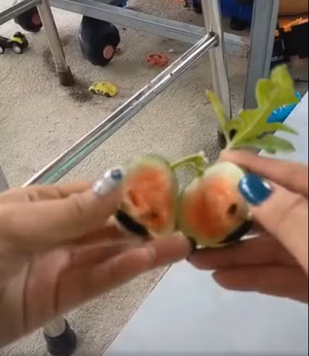 Bên trong trái dưa trắng ởn, gần như là không thể ăn được. Những tấm ảnh chụp lại quá trình phát triển của trái dưa càng tô đậm tính éo le hơn.