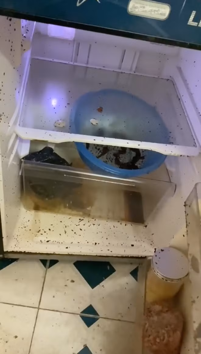 Nồi cơm điện không chỉ mốc xanh mà biến thành một thứ nước màu nâu đen, xe máy phủ kín bụi còn tủ lạnh lúc nhúc những sinh vật lạ.