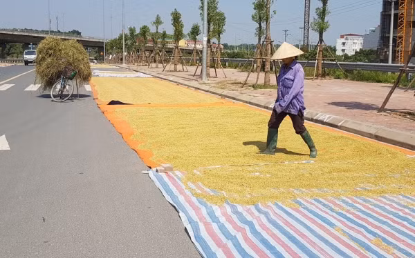 Bên cạnh đó, không ít lần xảy ra những vụ xô xát giữa người đi đường và chủ phơi thóc khi không có đường để đi. Mời quý độc giả xem video: Bẫy tử thần từ những đống thóc, rơm rạ trên đường - Nguồn: VTC16