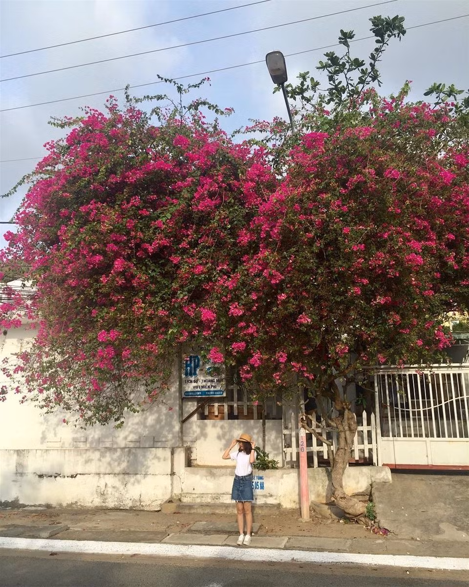 Hoa giấy được trồng nhiều ở Vũng Tàu bởi vì loại hoa này phù hợp với khí hậu nơi đây, hơn hết hoa giấy rất dễ chăm nên người dân nơi đây thường chọn trồng thành dàn để làm điểm nhấn cho cổng nhà mình.