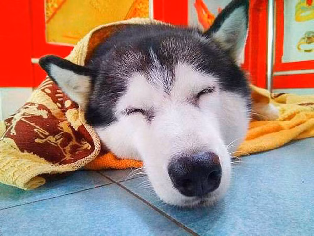 Bị cướp cầm súng xông vào tiệm vàng, chó cưng vẫn ngủ ngon lành - Hình 2 Bi cuop cam sung xong vao tiem vang, cho cung van ngu ngon lanh-Hinh-2