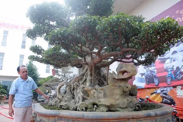Ngam cay sanh gia 6 ty khien gioi choi cay canh “sung sot”