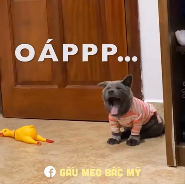 Dân cư mạng vui tính còn trêu chọc Nguyễn Văn Dúi bị con sen "hành" bằng cách suốt ngày chụp ảnh cho hay sao mà luôn trong tình trạng thiếu ngủ như vậy.