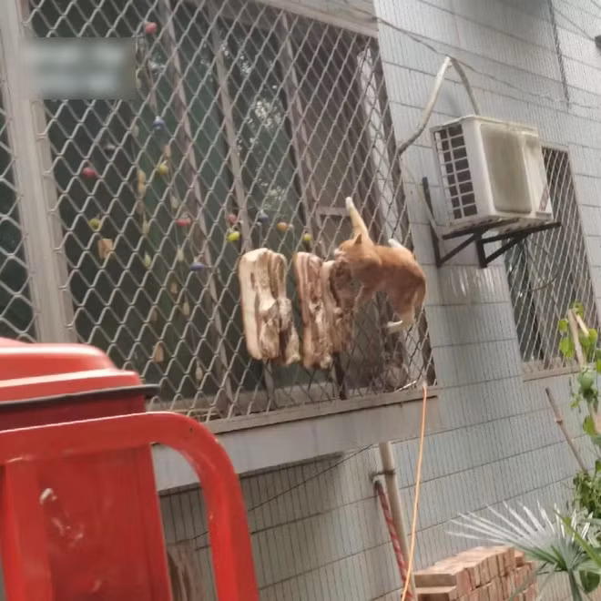 Nhờ trend trong đợt giãn cách mùa hè vừa rồi món ba chỉ treo nắng được làm tại nhà phổ biến hơn. Một phần do cách làm dễ, phần khác do dân mạng ở nhà phòng dịch có nhiều thời gian rảnh rỗi. Tới nay, thi thoảng netizen vẫn thấy một số bài đăng làm đồ phơi nắng.