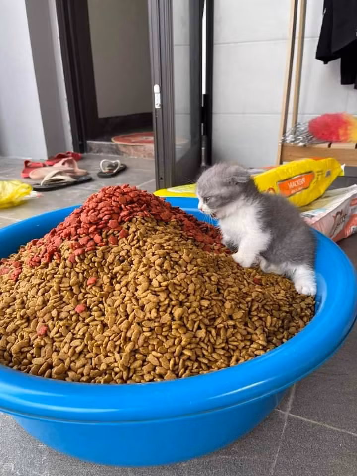 Chủ nhân tranh thủ phơi thức ăn hạt nhưng chú mèo con nghĩ đó là đại tiệc nên đã nhảy vào "đánh chén".