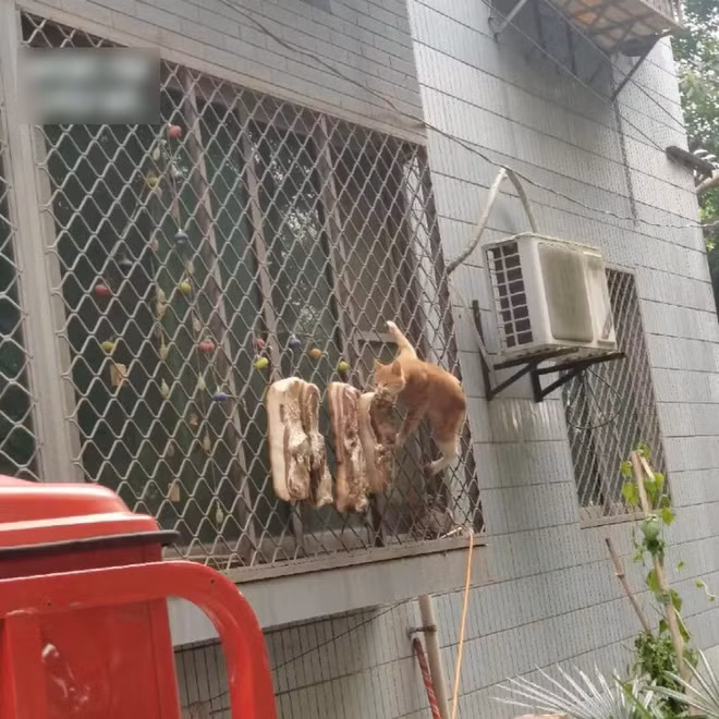 Làm món thịt ba chỉ treo nắng cũng lắm chuyện oái oăm. Điển hình như mới đây, một cô gái làm mẻ thịt nhưng tình cờ lại quay được vị khách không mời mà đến