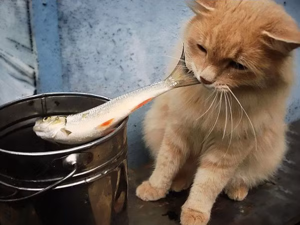 Bên cạnh sự đáng yêu, nhiều người cũng cho rằng việc các chú mèo ăn vụng cần phải dậy lại.