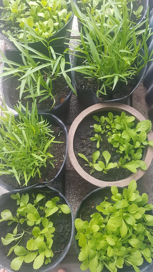 Những loại rau như rau cải mà thêm vài cọng khi pha mì tôm là hết ý, khỏi ăn hàng mấy bữa cũng không sao
