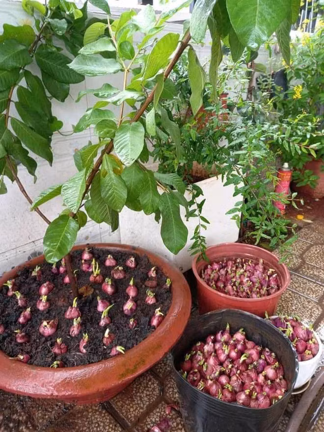 Có thể bạn chưa biết nhưng ngày giãn cách xã hội khiến nhiều người bỗng thay đổi thói quen và tìm thú vui điền vui.