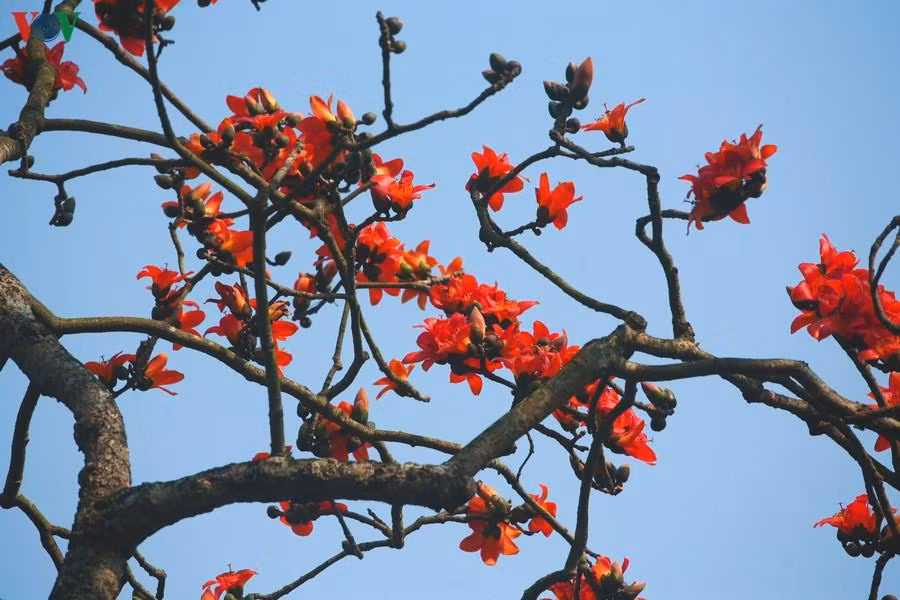 … hay trên nền trời xanh tháng Ba.
