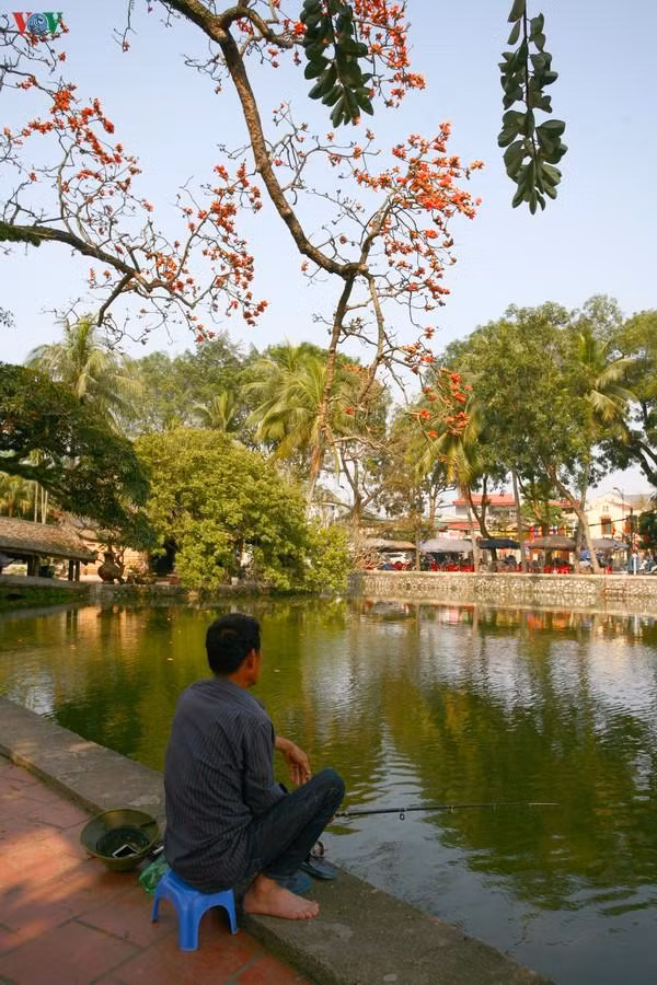 Những cành hoa rủ xuống hồ đẹp xao xuyến.