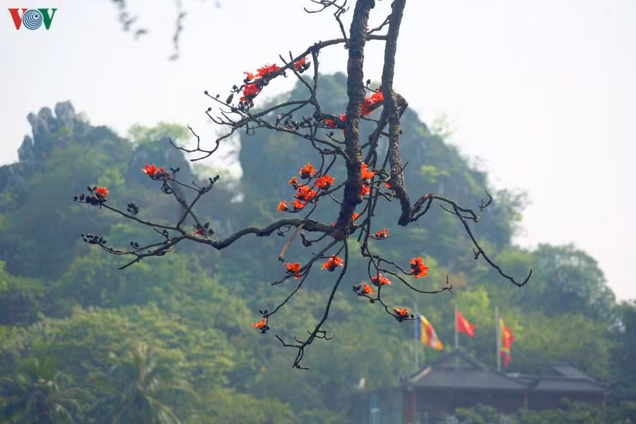 Những bông hoa như thắp lửa trên nền xanh của núi…