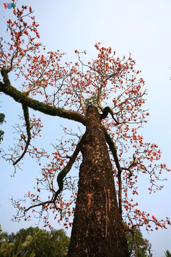 Mùa hoa, cây rụng hết lá, chỉ có những bông hoa đỏ rực trên cành.