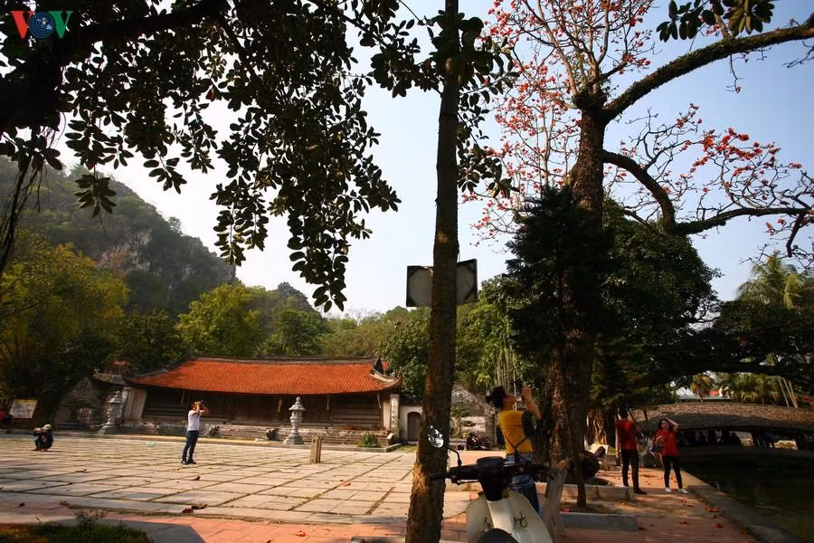Hai cây gạo đang ra hoa đứng kế bên hồ nước. Bên trái ảnh là Chùa Cả.