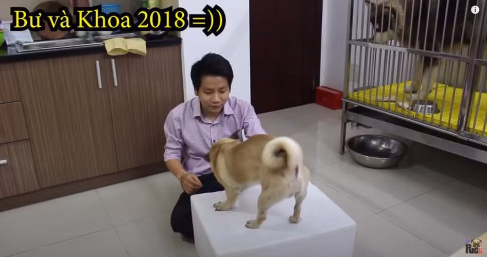 Youtuber Khoa Pug còn khiến dân mạng phấn khích khi tung nhiều vlog với nội dung "chủ tịch giả nghèo" đi khách sạn 5 sao, mua đồng hồ Rolex ở Thượng Hải,...