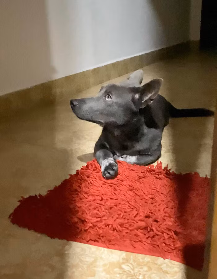 Dù không còn gương mặt dễ thương nhưng những biểu cảm của Dúi vẫn khiến nhiều người phải cười và thả tim nhiệt tình.