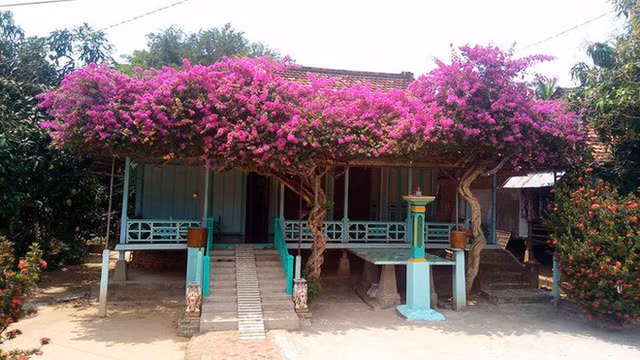 Không chỉ vậy, những giàn hoa giấy hoành tráng càng mang đến không gian yên bình, lãng mạn cho những ngôi nhà nhỏ vùng quê.