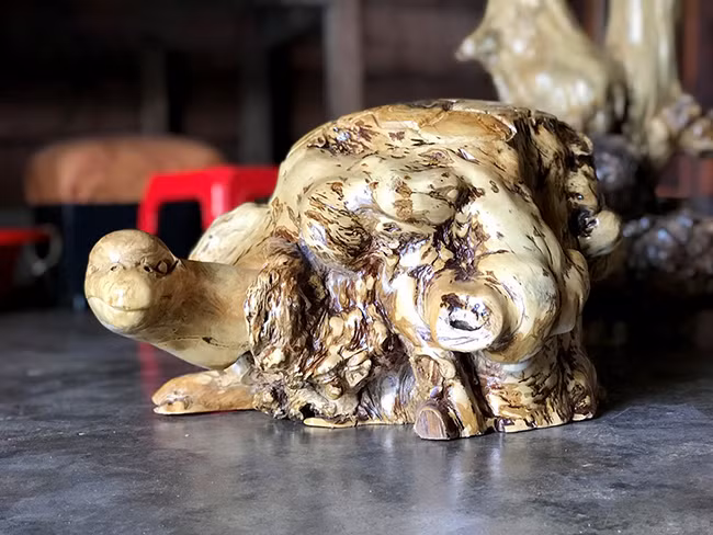 Gốc cà phê nu được ông K'ha tạo tác thành hình một “cụ” rùa.Tuyệt tác của tạo hóa đã tạo thêm thu nhập cho người dân sống ở vùng núi cao nguyên Lâm Đồng.