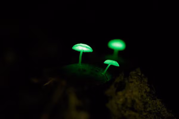 Nấm phát sáng: Trông chúng không khác gì những bóng đen huỳnh quang xanh phát ra ánh sáng neon. Nấm này mọc nhiều vào mùa mưa ở rừng Nhật Bản và Brazil. Màu sắc của loại nấm này là bắt nguồn từ phát quang sinh học.