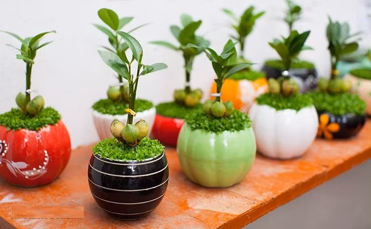 Bên cạnh đó, loại cây tí hon trái đào tiên được trồng trong các bình, chậu tạo hình bắt mắt, được bán giá 95.000 - 120.000 đồng.