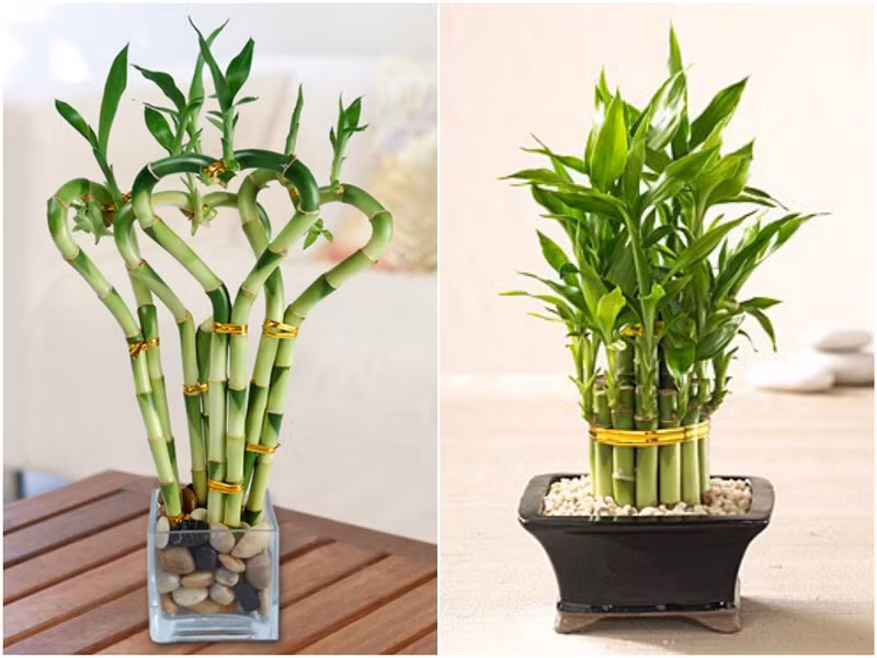 Mặc dù không quá mới mẻ trong năm nay, song chậu cây phất dụ vẫn được chú ý vì ý nghĩa phong thủy, hút tài lộc và đem lại vận may cho gia chủ.