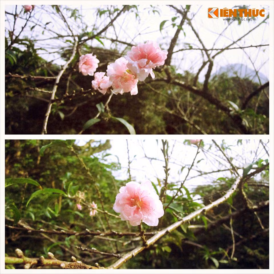 Đào chớm nở.
