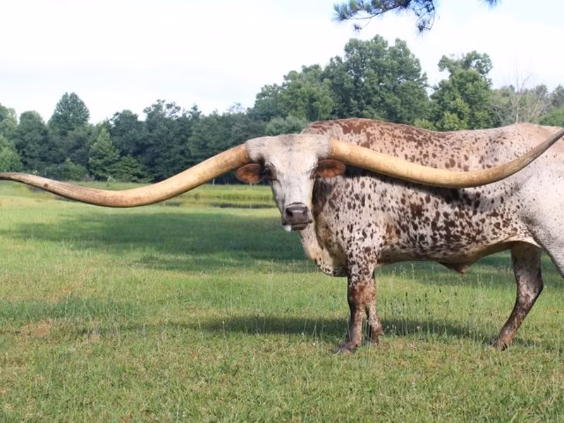 Chú bò sừng dài Poncho Via, đến từ bang Alabama, Mỹ, đã được công nhận là chú bò có sừng dài nhất thế giới, 323,74 cm.