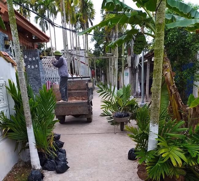 Trong loai cay vua lam canh vua ban qua, ca lang thu ve 60 ty dong/nam-Hinh-5