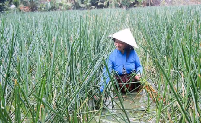 Cây năn bộp trồng 2 tháng là cho thu hoạch, nhổ xoay vòng, trung bình mỗi ngày các hộ dân gom được khoảng 100kg, trừ chi phí còn lời khoảng trên 500.000 đồng.