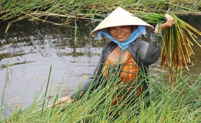 Tại Việt Nam, cây năn bộp thường phát triển và sinh trưởng tốt ở các tỉnh đồng bằng sông Cửu Long, nhiều nhất là ở Bạc Liêu và Sóc Trăng.