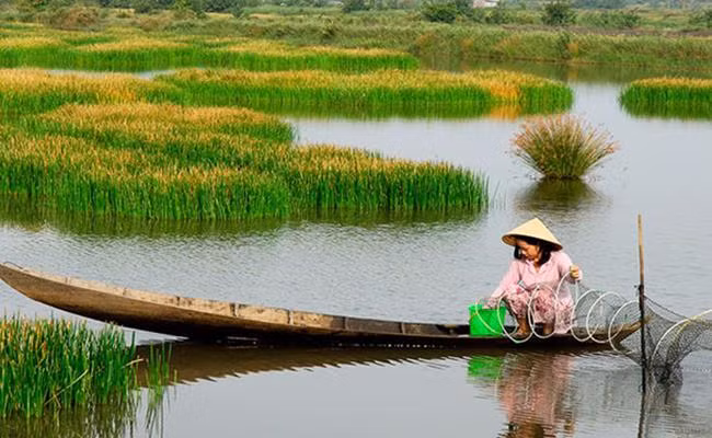 Giống cây dại này xưa kia là món ăn của người dân nghèo. Cỏ năn bộp có thể chế biến thành nhiều món ăn dân dã.
