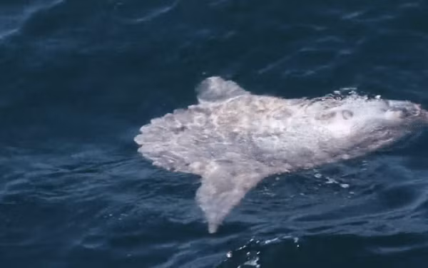 Công ty du lịch Cape Ann Whale Watch ở Gloucester, Massachusetts mới đây đã đăng tải một video lên mạng xã hội đoạn video về sinh vật "hiếm lắm mới gặp" nổi trên vịnh Maine (Mỹ).