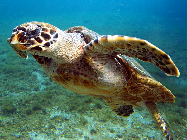 Theo cán bộ Chi cục Thủy sản Bình Định xác nhận, đây là loài Đồi Mồi (Eretmochelys imbricata). Đồi Mồi có mai hình ôvan, viền ngoài mai có các khía nhọn. Trên mai có 4 đôi tấm vảy đối xứng dạng lợp ngói (trừ Đồi mồi con và thỉnh thoảng ở một vài con trưởng thành), chiều dài thẳng mai khoảng 90cm.