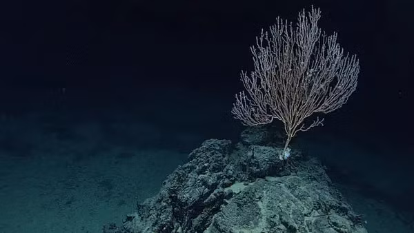 Bài chia sẻ của NOAA thu hút sự chú ý của cư dân mạng với nhiều ý kiến khác nhau. Một số ý kiến cho rằng các lỗ giống như vết do dụng cụ đánh cá gây ra, hoặc do một vết nứt ẩn dưới đáy biển hoặc một đoạn ống bị chôn vùi. Tuy nhiên, cũng có một số ý kiến cho rằng thủ phạm là do sinh vật đào hang hoặc bơi lội đã để lại những dấu vết nhỏ.