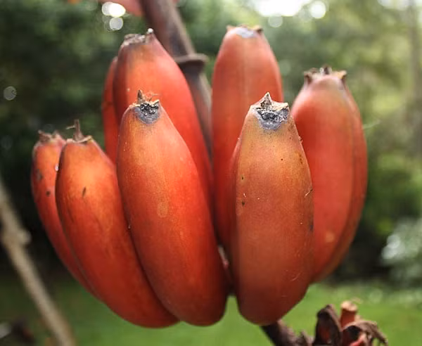Chuối đỏ là giống để thu hoạch làm kinh tế, vì vậy việc chăm sóc và trồng loại chuối này cần đến sự tỉ mỉ và kỹ thuật cao. Hiện nay trên thị trường giá của chuối đỏ chênh lệch cao hơn loại chuối thường nhiều lần. Trung bình giá dao động từ 200 đến 300 ngàn đồng.