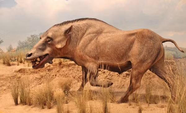 Entelodont thuộc về một nhóm động vật ăn tạp, sinh sống và phát triển ở Âu Á, Bắc Mỹ và châu Phi trong hàng triệu năm. Chúng là một trong những loài động vật săn mồi hung tợn nhất lịch sử. Entelodon theo tiếng Hy Lạp cổ có nghĩa là "hàm răng hoàn chỉnh", là tổ tiên của loài lợn hiện nay.