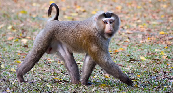 Khỉ đuôi lợn có tên khoa học là Macaca leonina. Tên gọi của nó xuất phát từ hình dáng chiếc đuôi giống như đuôi của loài lợn. Đây là một trong những loài lớn nhất trong họ nhà khỉ Cercopithecidae. Nó có bộ lông màu nâu nhạt, đỉnh đầu dẹt với màu lông nâu đậm, hai bên má lông dài, rậm, màu hung sáng phủ gần kín tai tạo thành đĩa mặt.