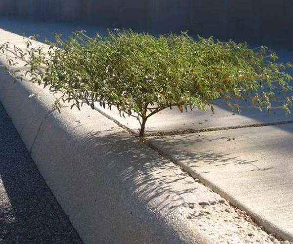 Một cái cây tí hon phát triển trên kẽ đất ở vỉa hè.