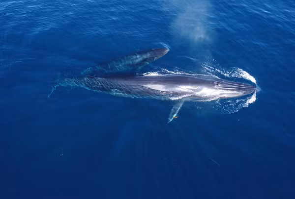 Cá voi Bryde là loài cá voi thuộc họ Balaenopteridae, con đực có kích thước từ 12 đến 13 m, trong khi con cái lớn hơn một chút, từ 13 đến 14 m. Cả hai giới đều nặng từ 13,6 tấn đến 15 tấn.