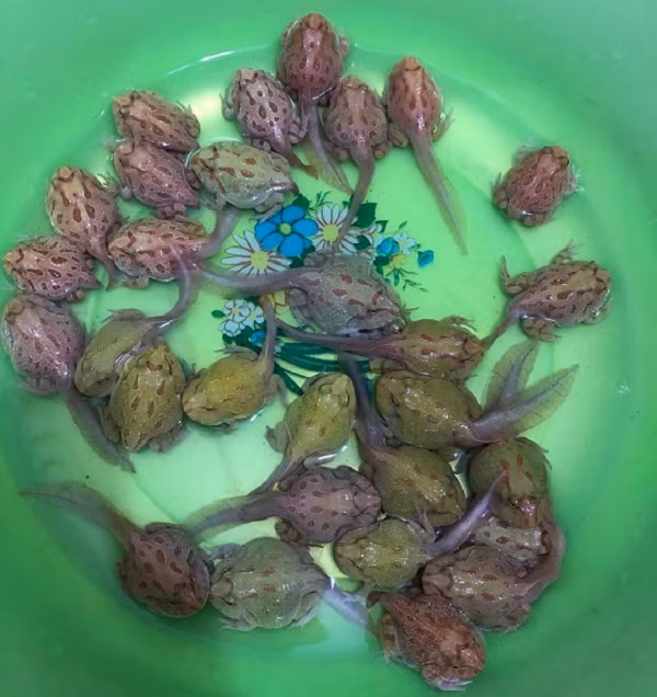 Trong khi đó, Bullfrog và Bullget được định giá thông qua kích thước, trọng lượng và thần thái của con vật. Hai loại ếch này có kích thước càng lớn, càng có nhiều vân trên lưng và thần thái càng hung dữ, oai vệ thì giá càng cao. Hai dòng ếch cảnh này đang được người chơi rao bán với giá từ 500.000 - 8 triệu đồng/con, càng to càng giá trị. (Ảnh Dân Việt)