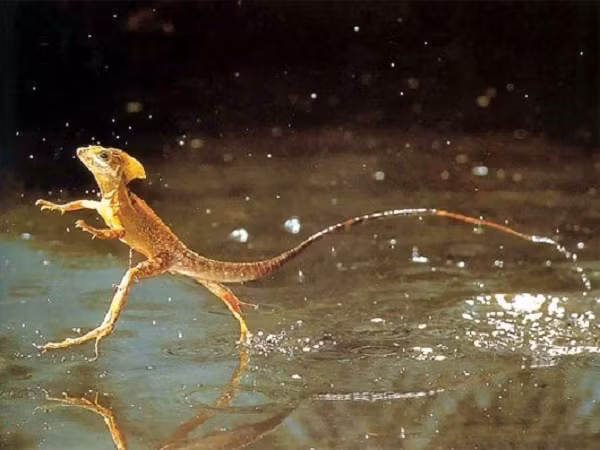 Thằn lằn Basilisk chạy rất nhanh, chúng có thể đạt tốc độ 8,4km/h, đôi khi lên tới 11km/h trên mặt nước. Sở dĩ thằn lằn Basilisk có " siêu năng lực" chạy nhanh trên nước đến vậy là bởi giữa các ngón chân thằn lằn có một màng mỏng. Khi chạy trên nước, phần ngón chân xòe rộng ra, tạo thành bề mặt rộng hơn và túi đựng không khí để tăng cường sức căng bề mặt giúp không bị chìm xuống nước.