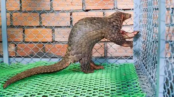 Sau khi tìm hiểu, biết đây là loài động vật quý hiếm, nguy cấp, đang trên đà tuyệt chủng, anh N.V.B đã chủ động liên hệ với Hạt Kiểm lâm huyện Cát Tiên để giao nộp hai mẹ con tê tê này.