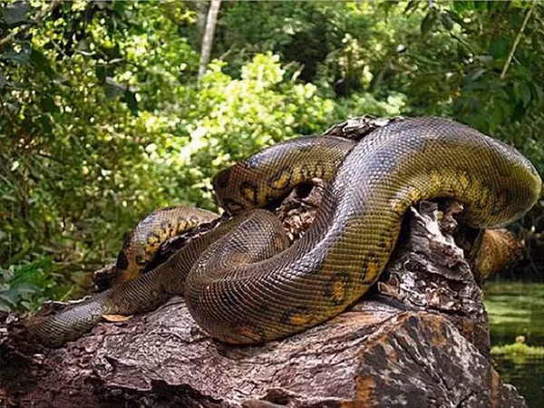 Trăn Anaconda là loài trăn khổng lồ sống ở lưu vực sông Amazon, Nam Mỹ. Chúng có lối sống lưỡng cư nhưng hiếm khi leo lên cây vì khối lượng cơ thể lớn. Loài trăn này sống chủ yếu trong môi trường nước và sinh sống trong các khu rừng mưa nhiệt đới.