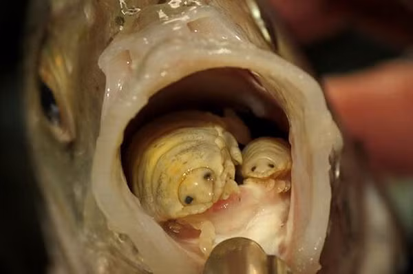 Cymothoa exigua sẽ xâm nhập vào cá thông qua mang, sau đó bám chặt vào gốc lưỡi cá. Chúng bám vào chúng cho đến khi trưởng thành. Lúc này, chúng sẽ chuyển giới tính từ đực sang cái.