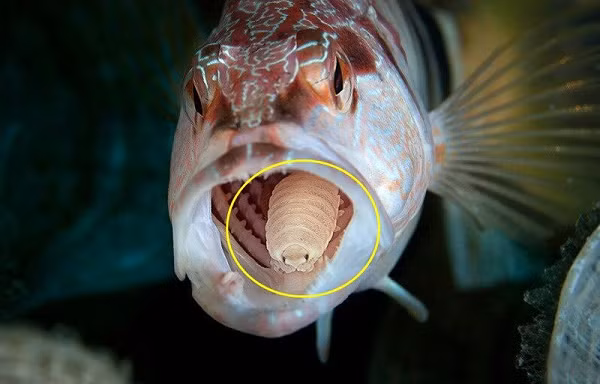Loài rận ăn lưỡi (Cymothoa exigua) có thể đoạt quán quân về độ rùng rợn trong số những loài ký sinh trùng trên Trái đất. Chúng có lối sống khá kỳ dị cùng khả năng "ăn" lưỡi vật chủ - ở đây là lưỡi của chú cá xấu số.