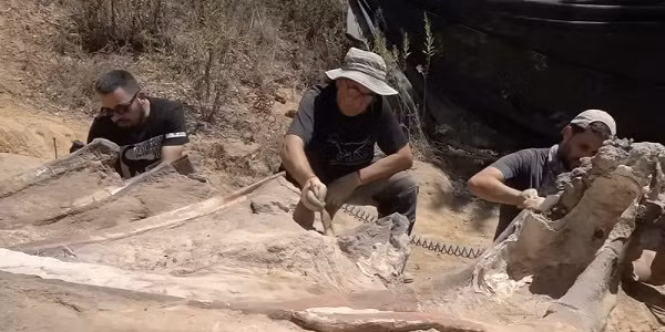 Những phần hài cốt này cho thấy khi còn sống, con khủng long vĩ đại có thể cao tới 12 m và dài tới 25 m. Nếu tính toán này đúng, đây có thể là con khủng long lớn nhất mà giới cổ sinh vật học thế giới từng ghi nhận.