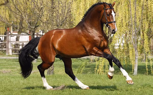 Một ống đựng nhỏ bé này có trị giá khoảng 1.200 đô la, với khoảng 150 triệu đến 200 triệu tế bào tinh trùng trong mỗi ống hút. Ví dụ đặc biệt là chiến mã “Big Star” (tạm dịch: Ngôi sao lớn) được vận động viên cưỡi ngựa người Anh Nick Sketon cưỡi và giành huy chương vàng trong Thế vận hội Rio 2016.