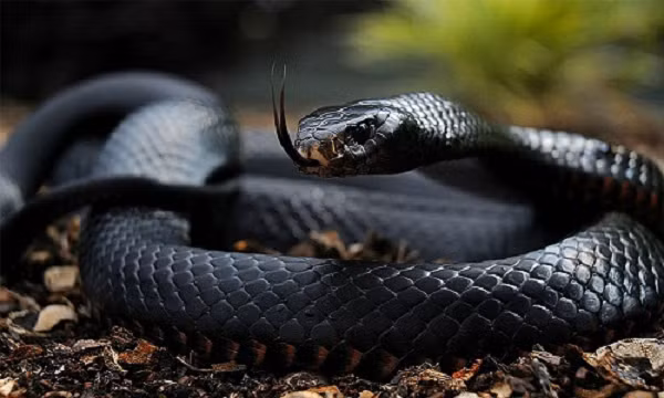 Loài rắn nguy hiểm nhất châu Phi, mamba đen (Dendroaspis polylepis) có thể giết chết một người chỉ với hai giọt nọc độc. Được đặt tên do màu bên trong miệng của chúng tối như mực, cơ thể mamba đen thực sự có màu nâu. Chúng có chiều dài trung bình khoảng 2,5 m và có thể di chuyển với vận tốc 19 km/h.