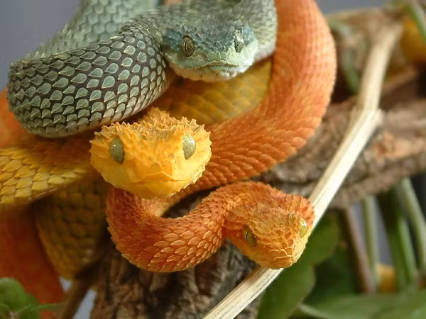 Rắn Viper vảy cưa (Echis carinatus) là thành viên nhỏ nhất trong nhóm "Bộ Tứ" ở Ấn Độ, thường xuyên chịu trách nhiệm cho các trường hợp tử vong liên quan tới rắn cắn tại quốc gia này.