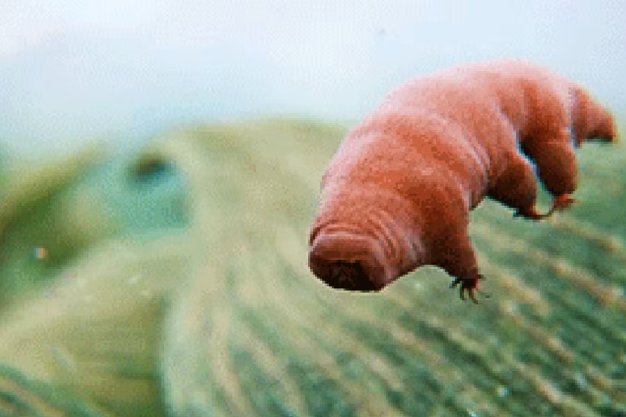 Bọ gấu nước có tên khoa học là Tardigrade. Loài sinh vật này có khả năng tồn tại trong cả hai điều kiện nóng và lạnh cực độ (mức nhiệt cao nhất là trên 150 độ C và thấp nhất là -273 độ C).